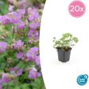 Bodendecker - Storchschnabel - Geranium cantabrigiense...