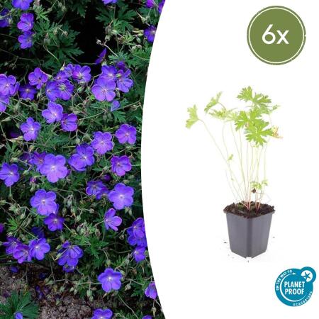 Bodendecker - Storchschnabel - Geranium pratense Johnsons Blue - 9cm Topf - Set mit 6 Pflanzen