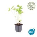 Bodendecker - Storchschnabel - Geranium pratense Johnsons Blue - 9cm Topf - Set mit 6 Pflanzen