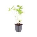 Bodendecker - Storchschnabel - Geranium pratense Johnsons Blue - 9cm Topf - Set mit 6 Pflanzen