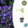 Bodendecker - Storchschnabel - Geranium pratense Johnsons Blue - 9cm Topf - Set mit 6 Pflanzen