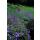 Bodendecker - Storchschnabel - Geranium pratense Johnsons Blue - 9cm Topf - Set mit 6 Pflanzen