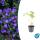 Bodendecker - Storchschnabel - Geranium pratense Johnsons Blue - 9cm Topf - Set mit 6 Pflanzen