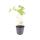 Bodendecker - Storchschnabel - Geranium pratense Johnsons Blue - 9cm Topf - Set mit 6 Pflanzen