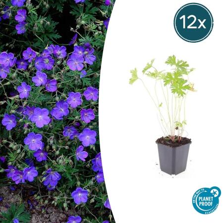 Bodendecker - Storchschnabel - Geranium pratense Johnsons Blue - 9cm Topf - Set mit 12 Pflanzen