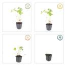 Bodendecker - Storchschnabel - Geranium pratense Johnsons Blue - 9cm Topf - Set mit 12 Pflanzen