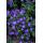 Bodendecker - Storchschnabel - Geranium pratense Johnsons Blue - 9cm Topf - Set mit 12 Pflanzen
