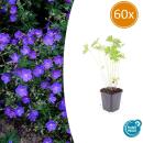 Bodendecker - Storchschnabel - Geranium pratense Johnsons Blue - 9cm Topf - Set mit 60 Pflanzen