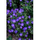 Bodendecker - Storchschnabel - Geranium pratense Johnsons Blue - 9cm Topf - Set mit 60 Pflanzen