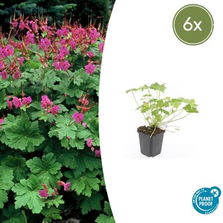 Bodendecker - Balkan-Storchschnabel - Geranium macrorrhizum Czakor - 9cm Topf - Set mit 6 Pflanzen