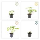 Bodendecker - Balkan-Storchschnabel - Geranium macrorrhizum Czakor - 9cm Topf - Set mit 6 Pflanzen