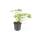 Bodendecker - Balkan-Storchschnabel - Geranium macrorrhizum Czakor - 9cm Topf - Set mit 6 Pflanzen