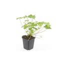 Bodendecker - Balkan-Storchschnabel - Geranium macrorrhizum Czakor - 9cm Topf - Set mit 12 Pflanzen