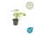 Bodendecker - Balkan-Storchschnabel - Geranium macrorrhizum Czakor - 9cm Topf - Set mit 12 Pflanzen