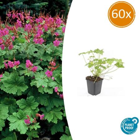 Bodendecker - Balkan-Storchschnabel - Geranium macrorrhizum Czakor - 9cm Topf - Set mit 60 Pflanzen