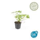 Bodendecker - Balkan-Storchschnabel - Geranium macrorrhizum Czakor - 9cm Topf - Set mit 60 Pflanzen