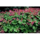 Bodendecker - Balkan-Storchschnabel - Geranium macrorrhizum Czakor - 9cm Topf - Set mit 60 Pflanzen