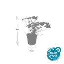 Bodendecker - Balkan-Storchschnabel - Geranium macrorrhizum Czakor - 9cm Topf - Set mit 60 Pflanzen