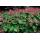 Bodendecker - Balkan-Storchschnabel - Geranium macrorrhizum Czakor - 9cm Topf - Set mit 60 Pflanzen