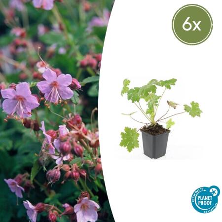 Bodendecker - Balkan-Storchschnabel - Geranium macrorrhizum Ingwersens Variety - 9cm Topf - Set mit 6 Pflanzen