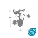 Bodendecker - Balkan-Storchschnabel - Geranium macrorrhizum Ingwersens Variety - 9cm Topf - Set mit 6 Pflanzen