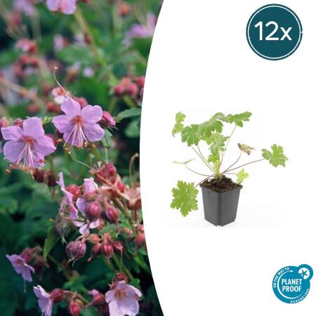 Bodendecker - Balkan-Storchschnabel - Geranium macrorrhizum Ingwersens Variety - 9cm Topf - Set mit 12 Pflanzen