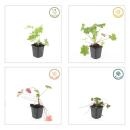 Bodendecker - Balkan-Storchschnabel - Geranium macrorrhizum Ingwersens Variety - 9cm Topf - Set mit 12 Pflanzen