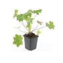 Bodendecker - Balkan-Storchschnabel - Geranium macrorrhizum Ingwersens Variety - 9cm Topf - Set mit 12 Pflanzen
