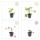 Bodendecker - Balkan-Storchschnabel - Geranium macrorrhizum Ingwersens Variety - 9cm Topf - Set mit 12 Pflanzen