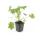 Bodendecker - Balkan-Storchschnabel - Geranium macrorrhizum Ingwersens Variety - 9cm Topf - Set mit 12 Pflanzen