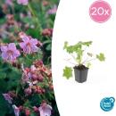 Bodendecker - Balkan-Storchschnabel - Geranium macrorrhizum Ingwersens Variety - 9cm Topf - Set mit 24 Pflanzen