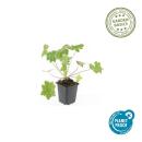 Bodendecker - Balkan-Storchschnabel - Geranium macrorrhizum Ingwersens Variety - 9cm Topf - Set mit 24 Pflanzen
