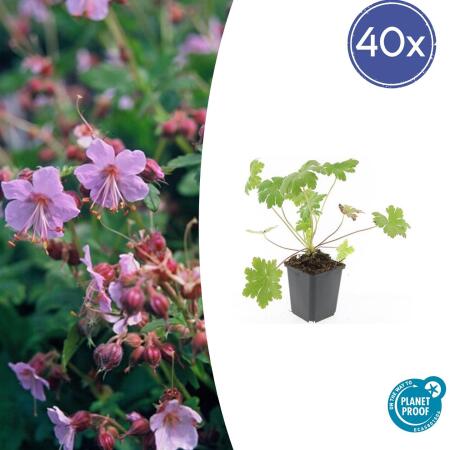 Bodendecker - Balkan-Storchschnabel - Geranium macrorrhizum Ingwersens Variety - 9cm Topf - Set mit 48 Pflanzen