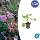 Bodendecker - Balkan-Storchschnabel - Geranium macrorrhizum Ingwersens Variety - 9cm Topf - Set mit 48 Pflanzen