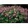 Bodendecker - Balkan-Storchschnabel - Geranium macrorrhizum Ingwersens Variety - 9cm Topf - Set mit 48 Pflanzen