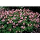 Bodendecker - Balkan-Storchschnabel - Geranium macrorrhizum Ingwersens Variety - 9cm Topf - Set mit 60 Pflanzen
