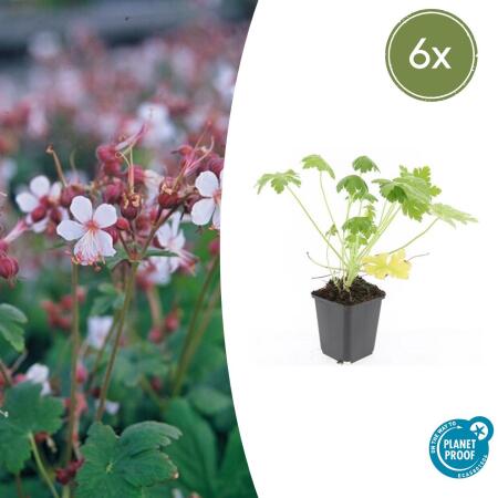 Bodendecker - Felsen-Storchschnabel - Geranium macrorrhizum Spessart - 9cm Topf - Set mit 6 Pflanzen