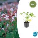 Bodendecker - Felsen-Storchschnabel - Geranium macrorrhizum Spessart - 9cm Topf - Set mit 6 Pflanzen
