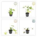 Bodendecker - Felsen-Storchschnabel - Geranium macrorrhizum Spessart - 9cm Topf - Set mit 6 Pflanzen