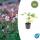 Bodendecker - Felsen-Storchschnabel - Geranium macrorrhizum Spessart - 9cm Topf - Set mit 6 Pflanzen