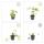 Bodendecker - Felsen-Storchschnabel - Geranium macrorrhizum Spessart - 9cm Topf - Set mit 6 Pflanzen