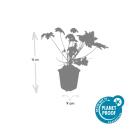 Bodendecker - Felsen-Storchschnabel - Geranium macrorrhizum Spessart - 9cm Topf - Set mit 12 Pflanzen