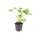 Bodendecker - Felsen-Storchschnabel - Geranium macrorrhizum Spessart - 9cm Topf - Set mit 12 Pflanzen