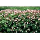 Bodendecker - Felsen-Storchschnabel - Geranium macrorrhizum Spessart - 9cm Topf - Set mit 20 Pflanzen