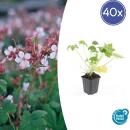 Bodendecker - Felsen-Storchschnabel - Geranium macrorrhizum Spessart - 9cm Topf - Set mit 40 Pflanzen