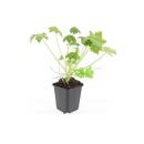 Bodendecker - Felsen-Storchschnabel - Geranium macrorrhizum Spessart - 9cm Topf - Set mit 40 Pflanzen