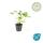 Bodendecker - Felsen-Storchschnabel - Geranium macrorrhizum Spessart - 9cm Topf - Set mit 40 Pflanzen