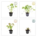 Bodendecker - Südeuropäischer Felsen-Storchschnabel - Geranium macrorrhizum - 9cm Topf - Set mit 6 Pflanzen