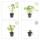 Bodendecker - Südeuropäischer Felsen-Storchschnabel - Geranium macrorrhizum - 9cm Topf - Set mit 6 Pflanzen