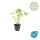 Bodendecker - Südeuropäischer Felsen-Storchschnabel - Geranium macrorrhizum - 9cm Topf - Set mit 6 Pflanzen